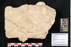 Foto (Objekt + Etikett) von Tilia europaea L. (NHMW-GEO-2024-0188-11331)